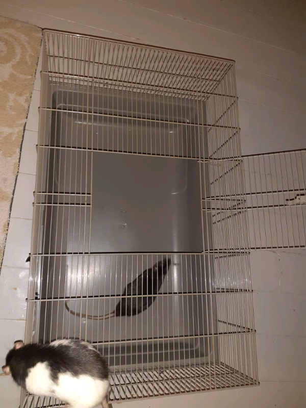 gumtree rat cage